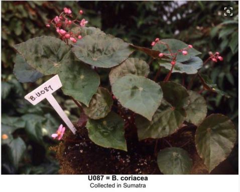 B. u087